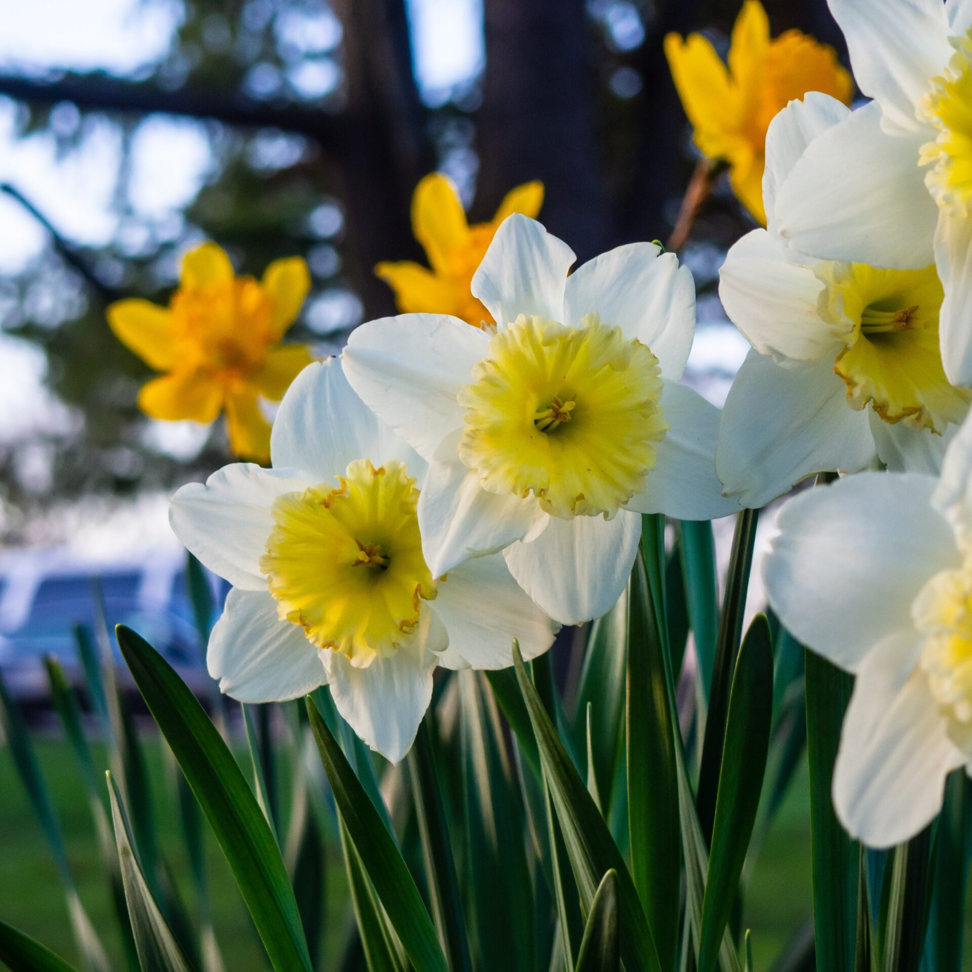spring-flowers